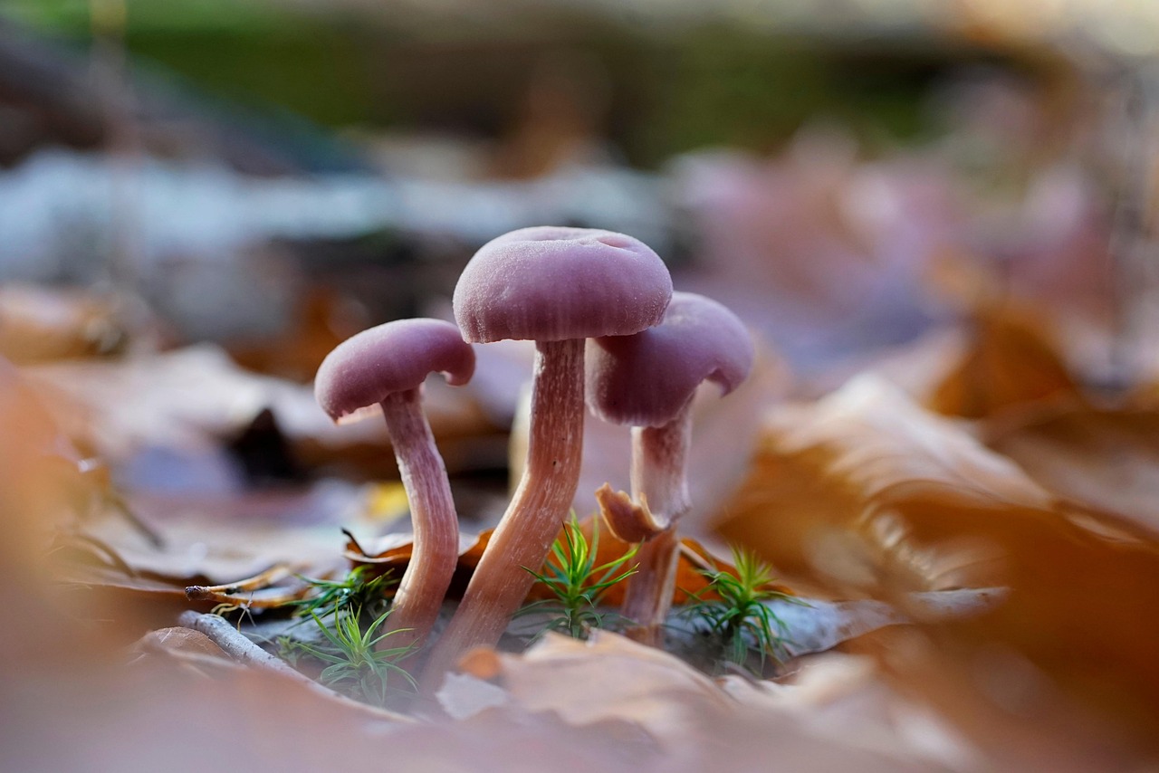 8 Mushroom Powder