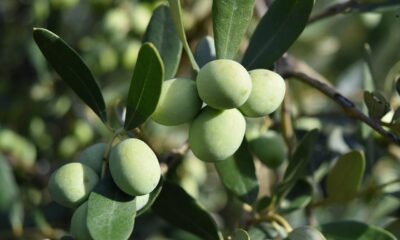 Green Olives