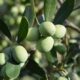 Green Olives