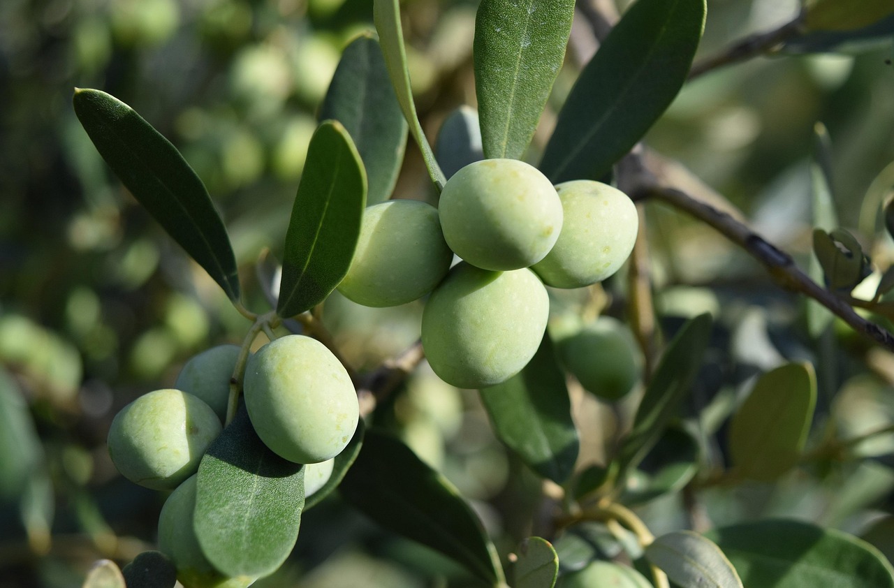 Green Olives