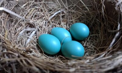Blue Eggs