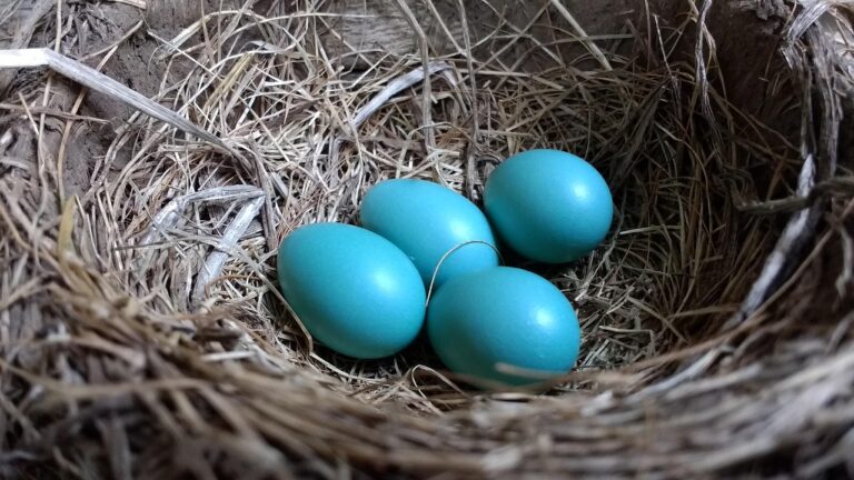 Blue Eggs