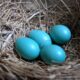 Blue Eggs